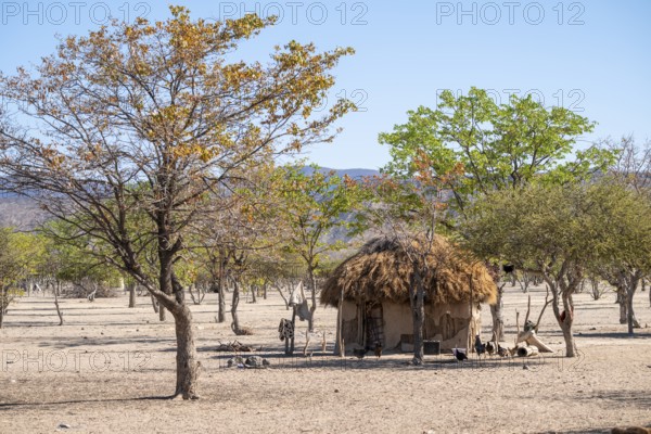 Village and hut in the savanna, Hakaona tribe, also Havakona or Hakawona, near Opuwo, Kunene, Namibia