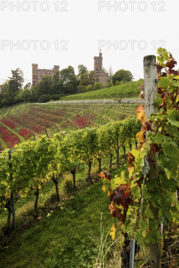 Castle and autumnal vineyards, Ortenberg Castle, Ortenberg, Kinzigtal, Ortenau, Black Forest, Baden-Württemberg, Germany