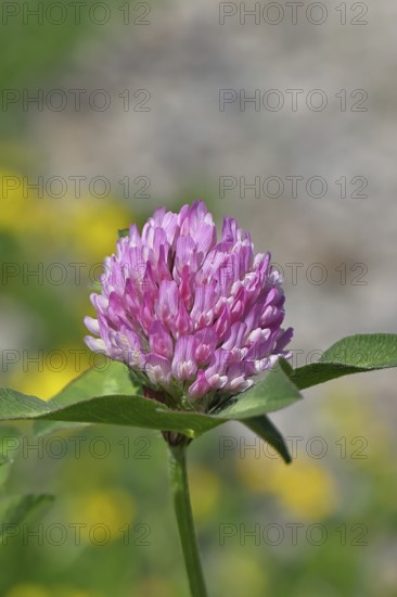 Meadow clover, red clover (Trifolium pratense), flower in a meadow, medicinal herb, Wilnsdorf, North Rhine-Westphalia, Germany