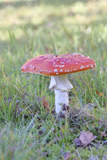 Red fly agaric (Amanita muscaria), fruiting body, in a meadow, close-up, Wilnsdorf, North Rhine-Westphalia, Germany