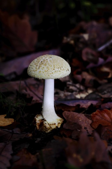 False death cap (Amanita citrina), on forest floor, Wilnsdorf, North Rhine-Westphalia, Germany