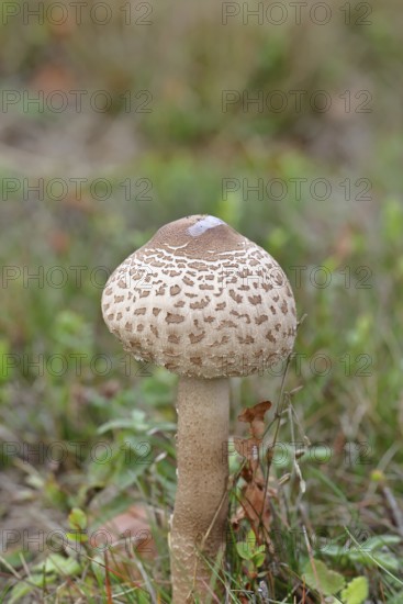 Parasol mushroom, Parasol or giant umbrella mushroom (Macrolepiota procera), closed cap, in a meadow, Wilnsdorf, North Rhine-Westphalia, Germany