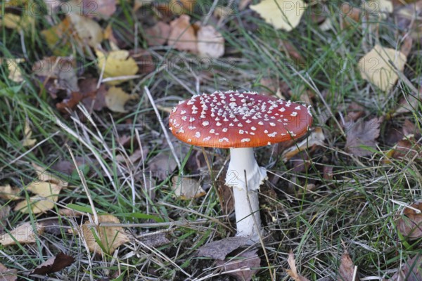 Red fly agaric (Amanita muscaria), fruiting body, in autumn leaves, close-up, Wilnsdorf, North Rhine-Westphalia, Germany