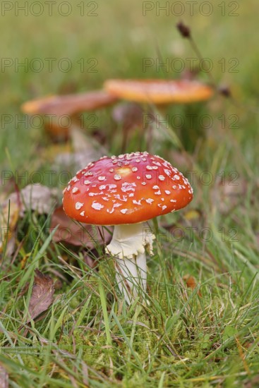 Red fly agaric (Amanita muscaria), fruiting body, in a meadow, close-up, Wilnsdorf, North Rhine-Westphalia, GermanyRed fly agaric (Amanita muscaria), fruiting body, in autumn leaves, close-up, Wilnsdorf, North Rhine-Westphalia, Germany