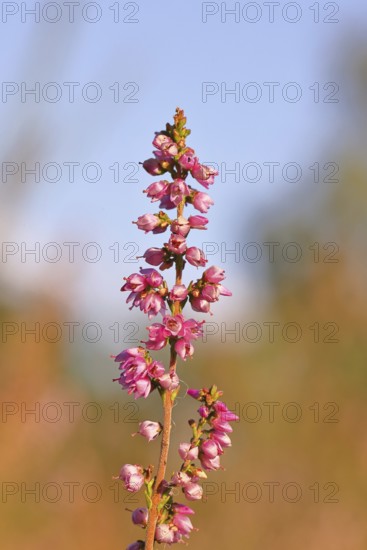Flowering heather (Calluna vulgaris), heather, Trupacher Heide nature reserve, Siegen, North Rhine-Westphalia, Germany