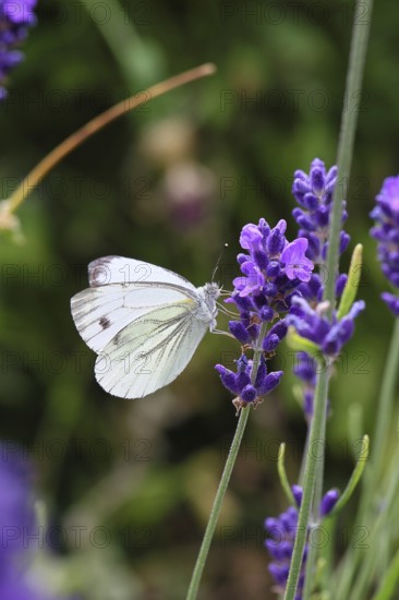 A Cabbage butterfly (Pieris brassicae) sucking nectar on the flower of true lavender (Lavandula angustifolia), in a natural environment in a garden, nice bokeh in the background, close-up, wildlife, insects, butterflies, butterflies, Wilnsdorf, North Rhine-Westphalia, Germany
