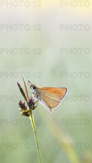 Large skipper (Ochlodes sylvanus, Augiades sylvanus), resting in the evening on a blade of grass in a meadow, close-up, macro photograph, Wilnsdorf, North Rhine-Westphalia, Germany