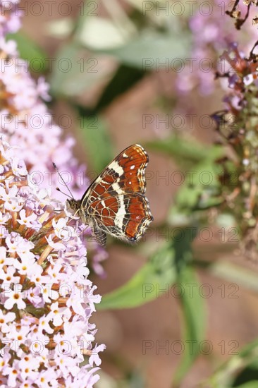 Land carder (Araschnia levana), summer generation, closed wings, underside of wings, on a summer lilac (Buddleja davidii), butterfly lilac, in a natural environment in the wild, close-up, wildlife, insects, butterflies, butterfly, Wilnsdorf, North Rhine-Westphalia, Germany