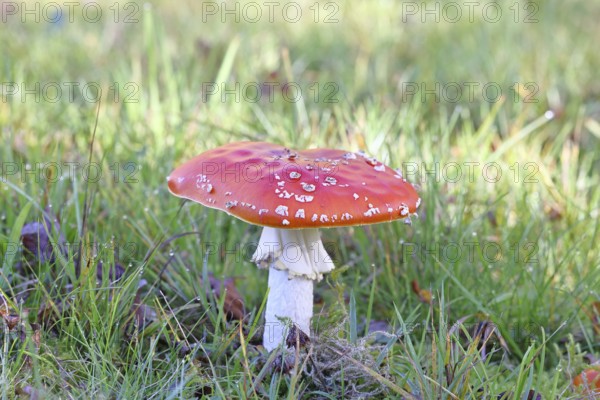 Red fly agaric (Amanita muscaria), fruiting body, in a meadow, close-up, Wilnsdorf, North Rhine-Westphalia, Germany