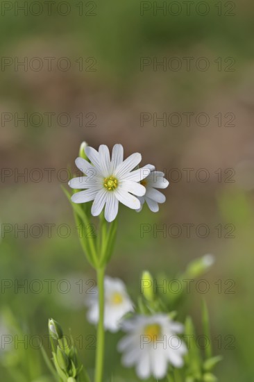 Greater stitchwort (Stella holostea), flowering in the forest, close-up, spring, Wilnsdorf, North Rhine-Westphalia, Germany