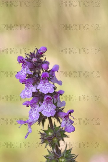 Forest willow (Stachys sylvatica), flower, inflorescence on a forest path, the plant was formerly also used as a medicinal plant (Herba Lamii sylvatici foetidi), Wilnsdorf, North Rhine-Westphalia, Germany