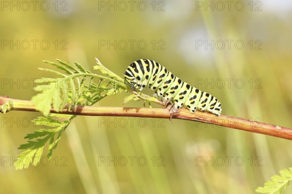 Swallowtail caterpillar (Papilio machaon), caterpillar sitting on Wild carrot (Daucus carota), Trupbacher Heide nature reserve with heathland and nutrient-poor grassland, former military training area, Siegerland, North Rhine-Westphalia, Germany