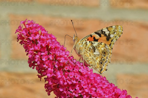 Thistle butterfly (Vanessa cardui) on a flower of the summer lily (Buddleja davidii), wings closed, underside of wings, close-up, Wilnsdorf, North Rhine-Westphalia, Germany