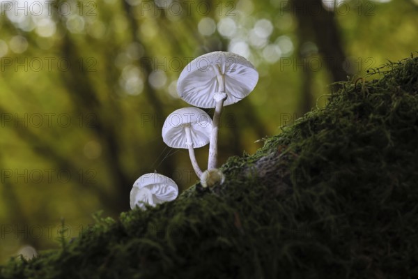 Ringed beech slime beetle (Oudemansiella mucida), on beech deadwood, Wilnsdorf, North Rhine-Westphalia, Germany