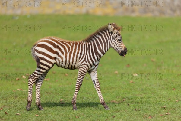 A Grant's zebra foal (Equus quagga boehmi) runs across a green meadow on a sunny day. East Africa