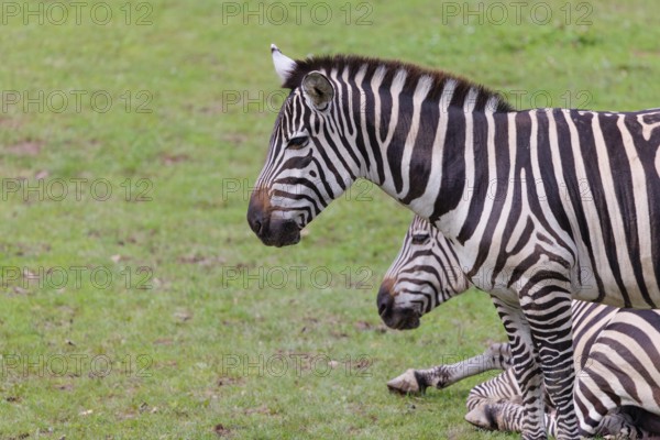 Two adult Grant's zebras (Equus quagga boehmi) rest on a green meadow on a cloudy day. East Africa