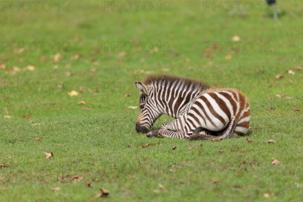 A Grant's zebra foal (Equus quagga boehmi) rests on a green meadow on a sunny day. East Africa