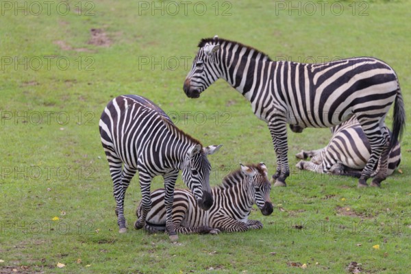 Two Grant's zebra foals (Equus quagga boehmi) and two adult zebras rest on a green meadow on a cloudy day. East Africa