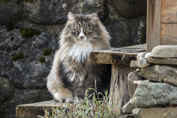Norwegian forest cat, Bavaria, Germany
