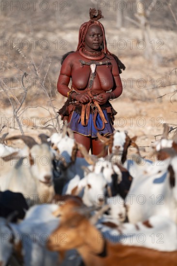 Himba woman taking care of goats, traditional Himba village, Kaokoveld, Kunene, Namibia