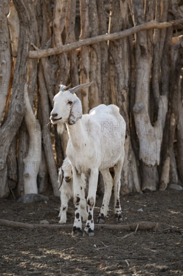Goat, traditional Himba village, Kaokoveld, Kunene, Namibia