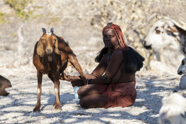 Himba woman milking a goat, goat herd, traditional Himba village, Kaokoveld, Kunene, Namibia