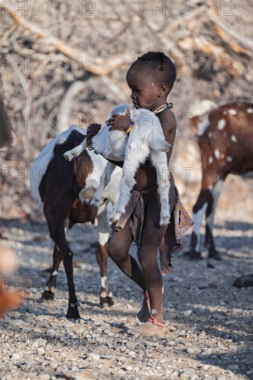 Himba child carrying goat for milking, goat herd, traditional Himba village, Kaokoveld, Kunene, Namibia