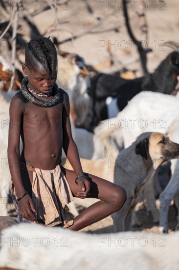 Himba children in the goat herd, traditional Himba village, Kaokoveld, Kunene, Namibia