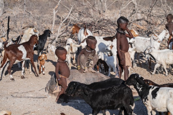 Himba children with herd of goats, traditional Himba village, Kaokoveld, Kunene, Namibia