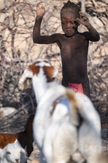 Himba child in the goat herd, traditional Himba village, Kaokoveld, Kunene, Namibia