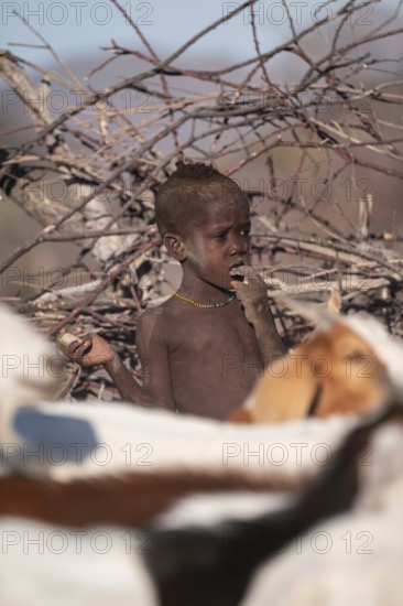 Himba children in the goat herd, traditional Himba village, Kaokoveld, Kunene, Namibia