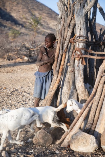 Himba child herding goats, traditional Himba village, Kaokoveld, Kunene, Namibia