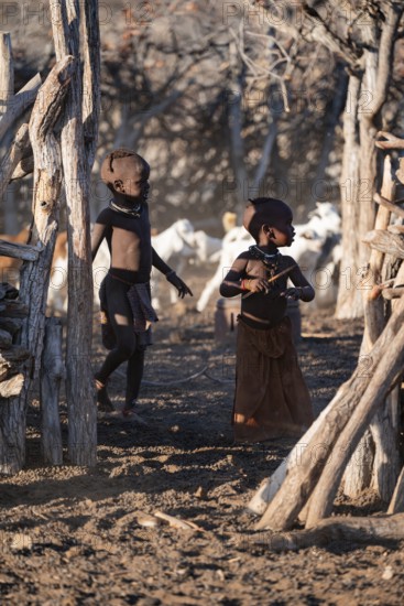 Himba children taking care of goats, traditional Himba village, Kaokoveld, Kunene, Namibia