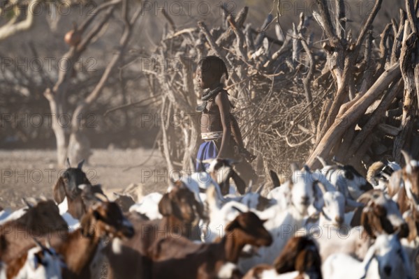Himba child taking care of goats, traditional Himba village, Kaokoveld, Kunene, Namibia
