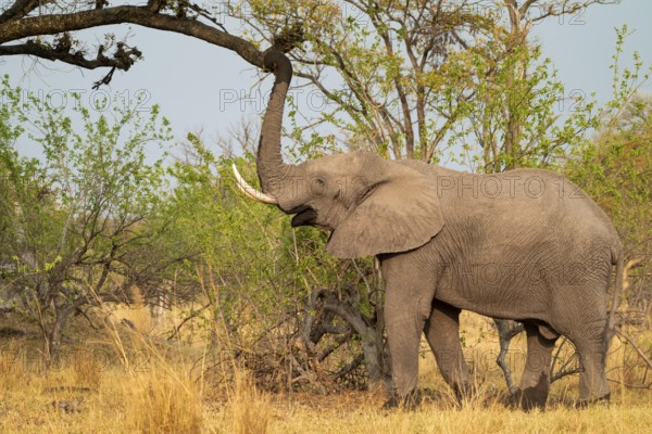 Elephant (Loxodonta africana) in dry grass, bull, Xakanaxa, Moremi Game Reserve, Botswana