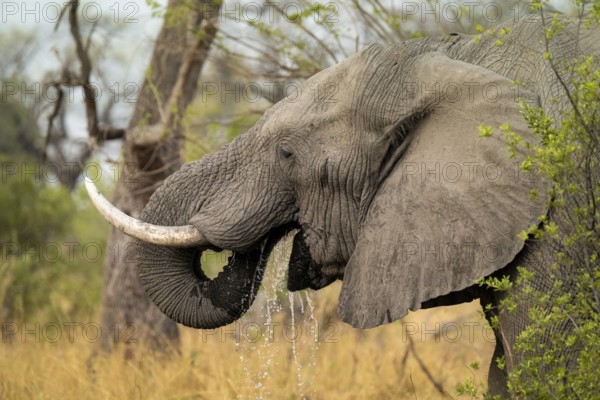 Elephant (Loxodonta africana) drinking, bull, Xakanaxa, Moremi Game Reserve, Botswana