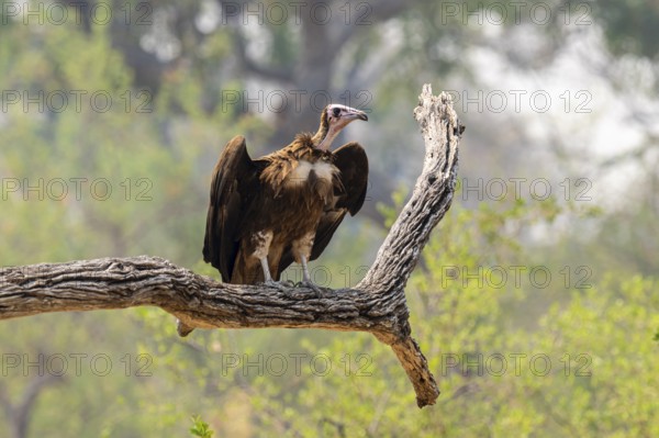 Black-capped vulture (Necrsoyrtes monachus) sitting on a branch, Xakanaxa, Okavango Delta, Moremi Game Reserve, Botswana