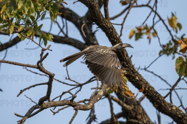Grey Hornbill (Lophoceros nasutus, synonym: Tockus nasutus), also known as White-crested Hornbill, in flight, Xakanaxa, Okavango Delta, Moremi Game Reserve, Botswana