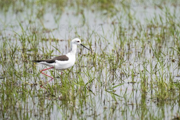 Black-winged Stilt (Himantopus himantopus), Xakanaxa, Okavango Delta, Moremi Game Reserve, Botswana