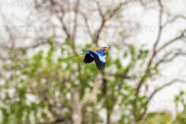 Xakanaxa, Okavango Delta, Moremi Game Reserve, Botswana