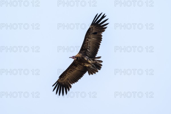 Black-capped vulture (Necrsoyrtes monachus) in flight, Xakanaxa, Okavango Delta, Moremi Game Reserve, Botswana
