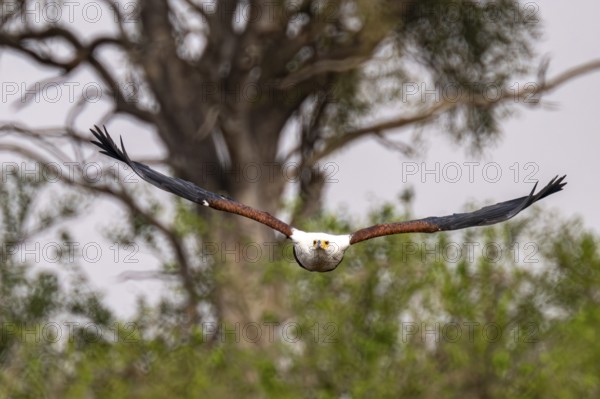 African Fish Eagle (Haliaeetus vocifer) in flight, Xakanaxa, Okavango Delta, Moremi Game Reserve, Botswana