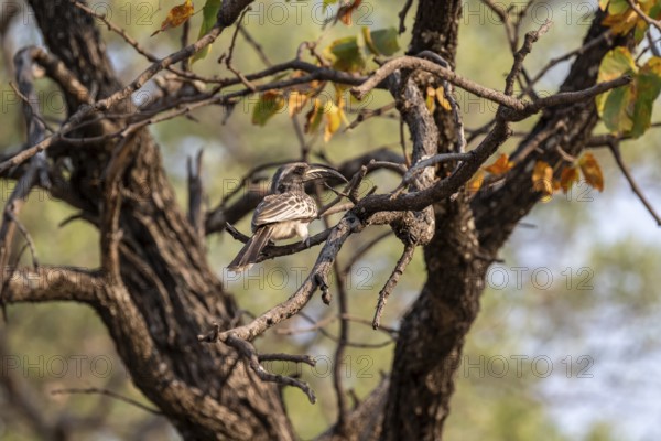 Grey Hornbill (Lophoceros nasutus, synonym: Tockus nasutus), also known as White-crested Hornbill, Xakanaxa, Okavango Delta, Moremi Game Reserve, Botswana