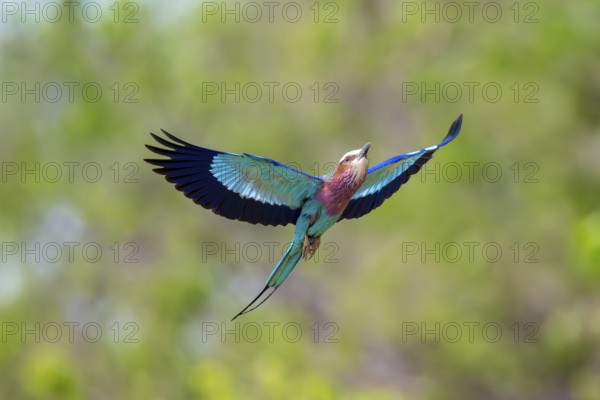 Forked Roller (Coracias caudatus) in flight, Xakanaxa, Okavango Delta, Moremi Game Reserve, Botswana