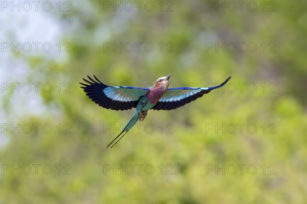 Fork-tailed Roller (Coracias caudatus) in flight, Xakanaxa, Okavango Delta, Moremi Game Reserve, BotswanaXakanaxa, Okavango Delta, Moremi Game Reserve, Botswana