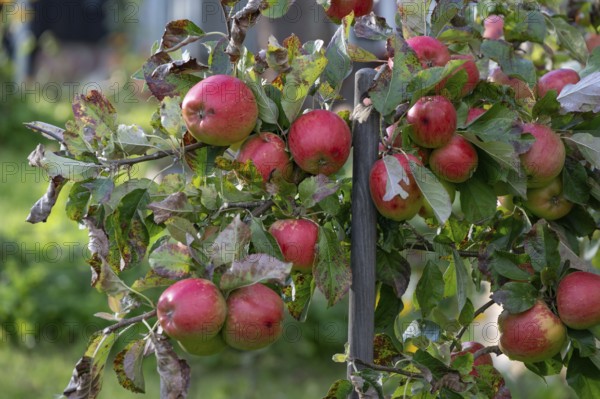 Ripe, red apples on a tree (Malus), Ahrenshoop, Darß, Mecklenburg-Vorpommern, Germany
