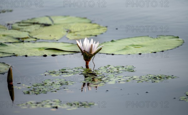 Flowering water lily (Nymphaea) in the water, Xakanaxa Lagoon, Okavango Delta, Moremi Game Reserve, Botswana