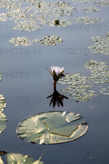 Flowering water lily (Nymphaea) in the water, Xakanaxa Lagoon, Okavango Delta, Moremi Game Reserve, Botswana
