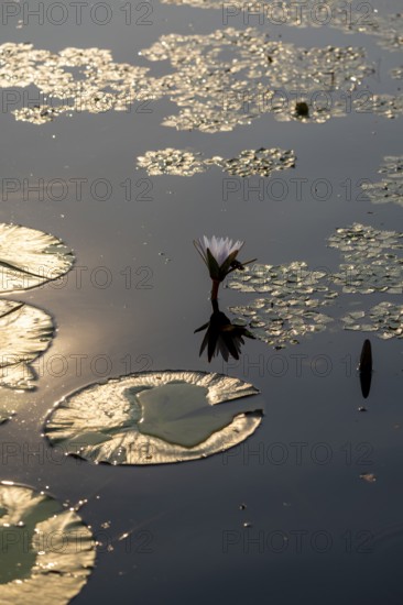 Flowering water lily (Nymphaea) in the water in the evening light, Xakanaxa Lagoon, Okavango Delta, Moremi Game Reserve, Botswana