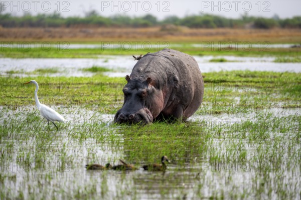 Hippopotamus (Hippopatamus amphibius), grazing in the shallow water of a lake, Okavango Delta, Moremi Game Reserve, Botswana